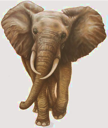 hand painted elephant