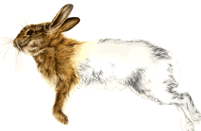 rabbit illustration